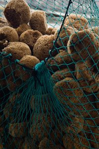 Bah Sponge Exporters 2