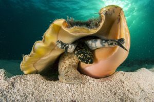 bahamas queen conch seafood