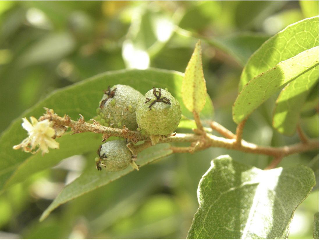 Developing a sustainable Cascarilla industry in the Bahamas – Caribbean  Agricultural Research & Development Institute