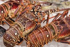 Lobster