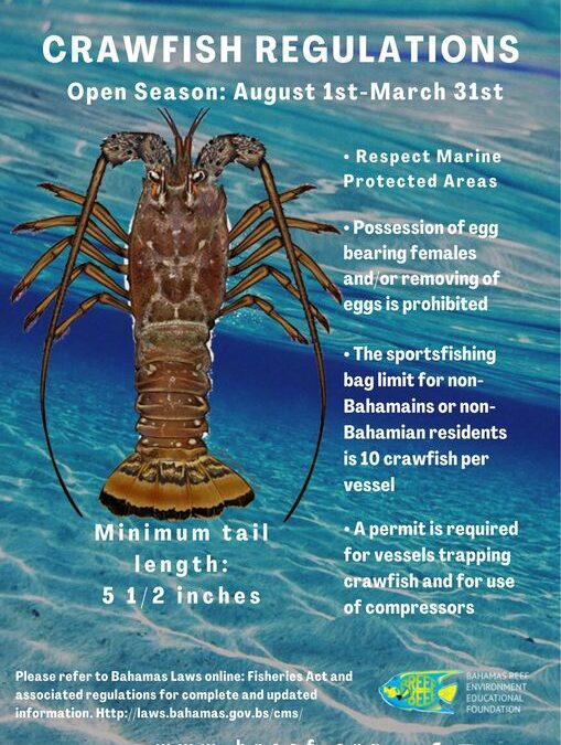 Crawfish Season Opens August 1st
