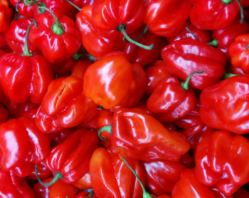 Red Scotch Bonnet Pepper
