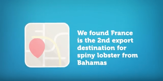 Video animation: competitor performance for exporting spiny lobster to France (2016)