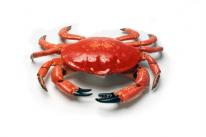 Frozen Crab Bahamas