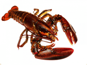 Lobster homarus Bahamas