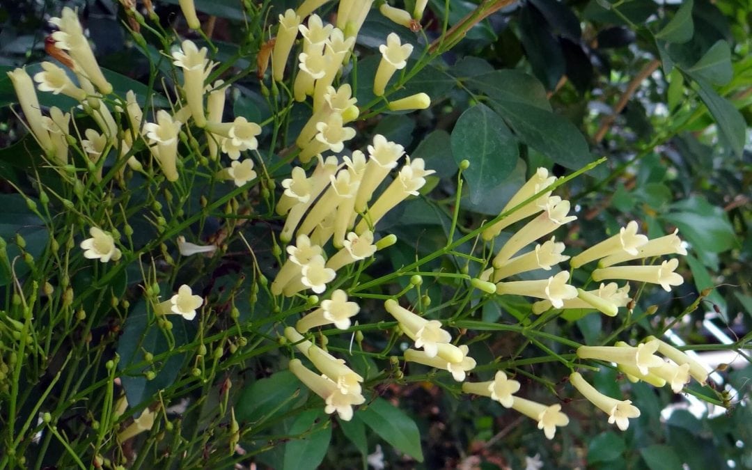 Potential Markets Bahamas – (Medicinal) Plants
