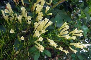 Medicinal Plants Bahamas