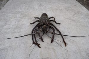 Spiny lobster Bahamas