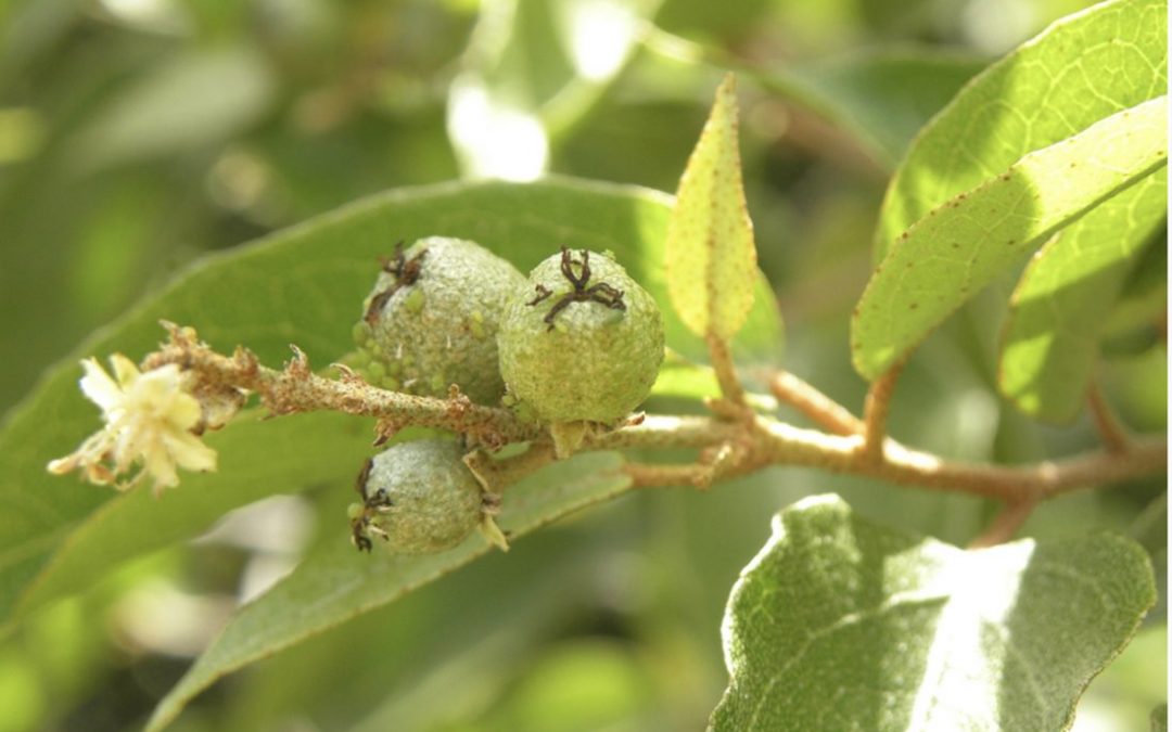 Government Seeking to Develop Cascarilla-based Industry on Acklins