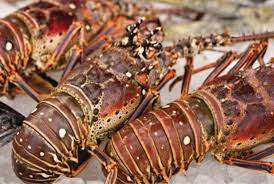 Low lobster price impacting fishermen